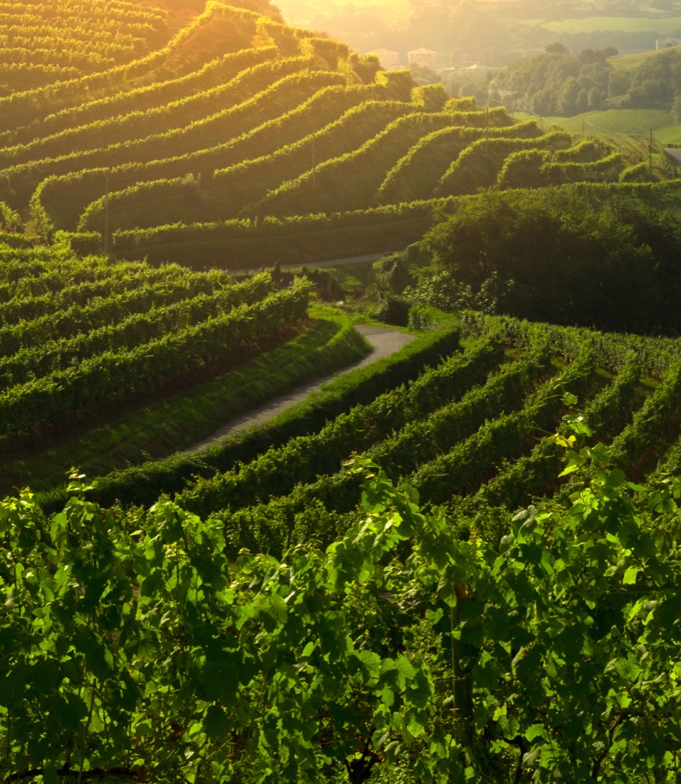 Fine Wines & Spirits